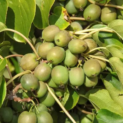 Актинидия ДЖИРАЛЬДИ в Полоцке