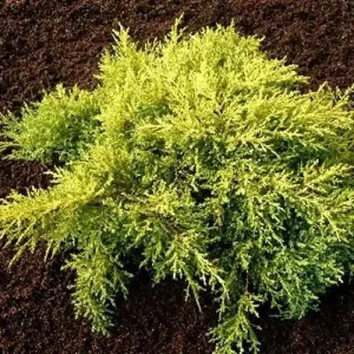 Можжевельник МОРДИГАН ГОЛД средний в Полоцке