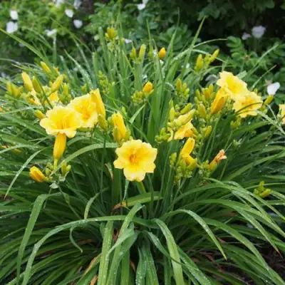 Лилейник СТЕЛЛА ДЕ ОРО гибридный в Полоцке