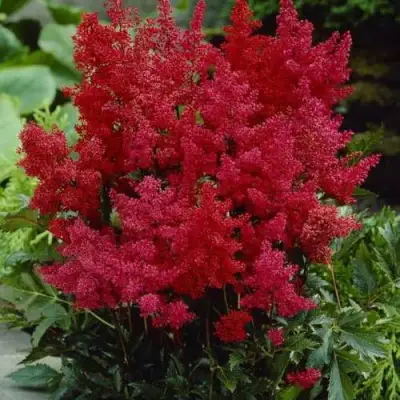 Астильба ГРАНАТ Арендса в Полоцке