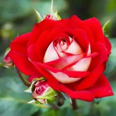 Роза АЛЬЯНС чайно-гибридная в Полоцке