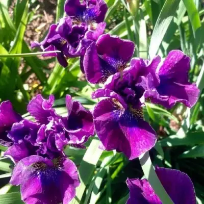 Ирис БАНДЛ ОВ ДЖОЙ сибирский в Полоцке