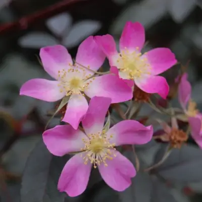 Роза сизая в Полоцке