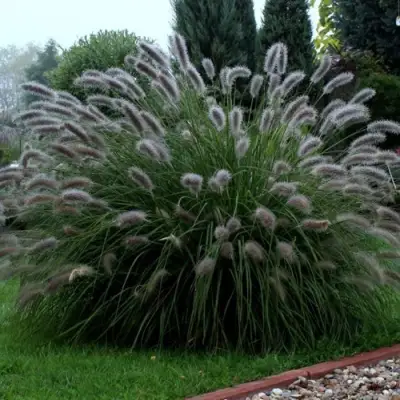 Пеннисетум ЛЕДИ Ю в Полоцке