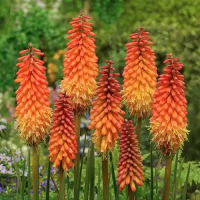 Книфофия АЛЬКАЗАР гибридная в Полоцке