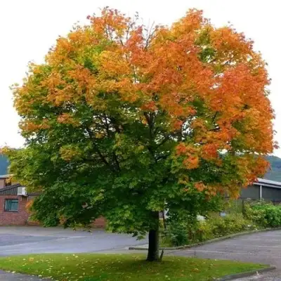 Клен остролистный в Полоцке