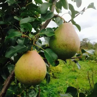 Груша ЛИРА в Полоцке