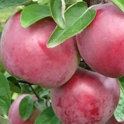 Яблоня АЛЕСЯ в Полоцке