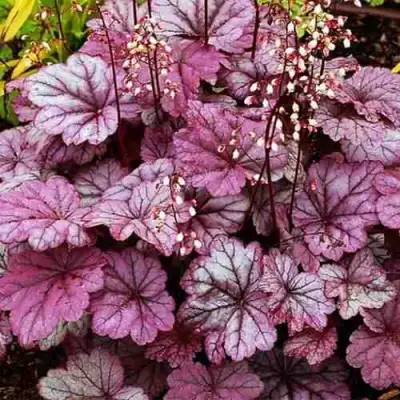 Гейхера ШУГА ФРОСТИНГ в Полоцке