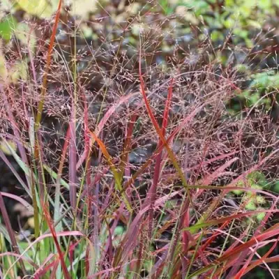 Просо РЕБРАУН прутьевидное в Полоцке