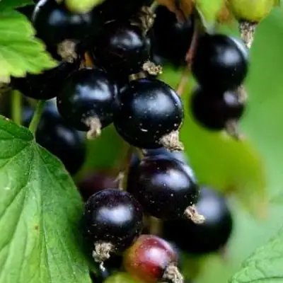 Смородина чёрная КАТЮША в Полоцке