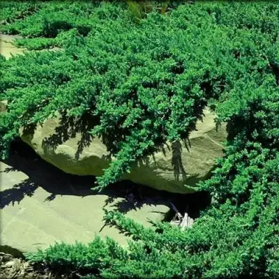 Можжевельник НАНА лежачий в Полоцке