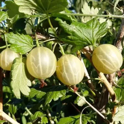 Крыжовник БЕЛОРУCСКИЙ САХАРНЫЙ 2 в Полоцке