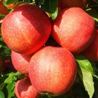 Яблоня ГАЛА ШНИГА в Полоцке