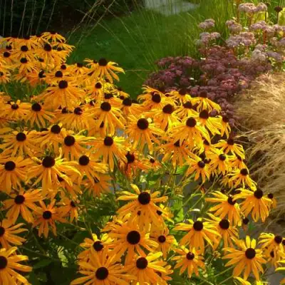 Рудбекия ГОЛДШТУРМ блестящая в Полоцке