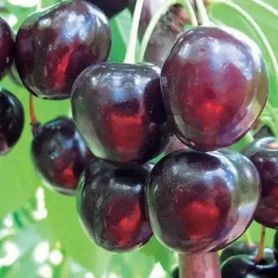 Черешня ЛЮБИМИЦА АСТАХОВА в Полоцке