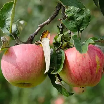 Яблоня МЕЛБА в Полоцке