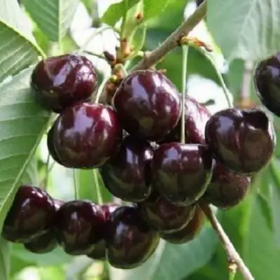 Черешня ЛЕНИНГРАДСКАЯ ЧЁРНАЯ в Полоцке