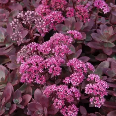 Очиток (седум) САНСПАРКЛЕР ФАЙЕРКРЕКЕР в Полоцке