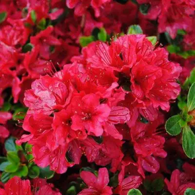 Азалия ХИНО КРИМСОН японская в Полоцке