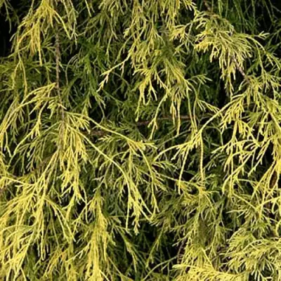 Кипарисовик ФИЛИФЕРА АУРЕА горохоплодный в Полоцке