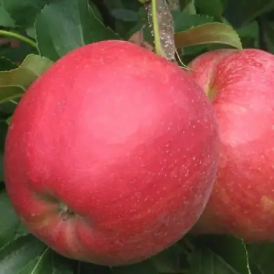 Яблоня РУБИН в Полоцке