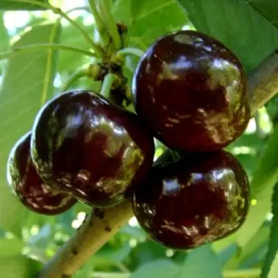 Черешня МУСКАТНАЯ в Полоцке