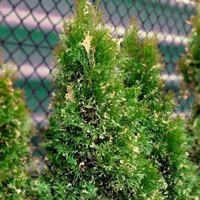 Туя СМАРАГД ВАРИЕГАТА западная в Полоцке