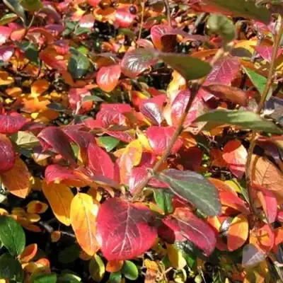 Кизильник блестящий в Полоцке