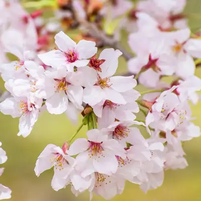 Сакура КОЙО НО МАЙ в Полоцке