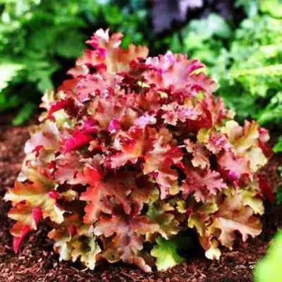 Гейхера МАРМЕЛАД в Полоцке