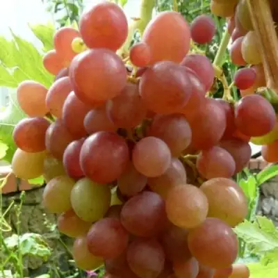 Виноград БЛЕСТЯЩИЙ в Полоцке