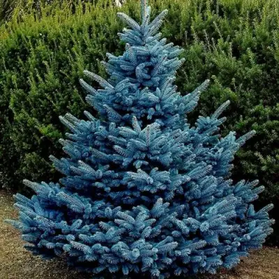 Ель МАДЖЕСТИК БЛЮ колючая в Полоцке