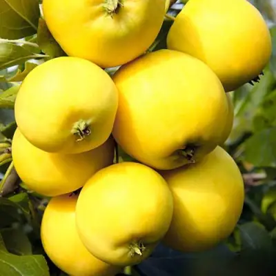 Яблоня УРАЛЬСКОЕ НАЛИВНОЕ в Полоцке