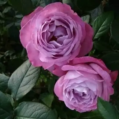 Роза АКВА чайно-гибридная в Полоцке