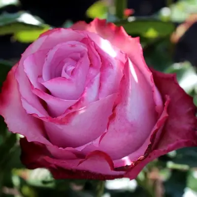 Роза ДИП ВОТЕР чайно-гибридная в Полоцке