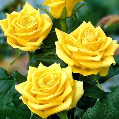 Роза ПАПИЛОН чайно-гибридная в Полоцке