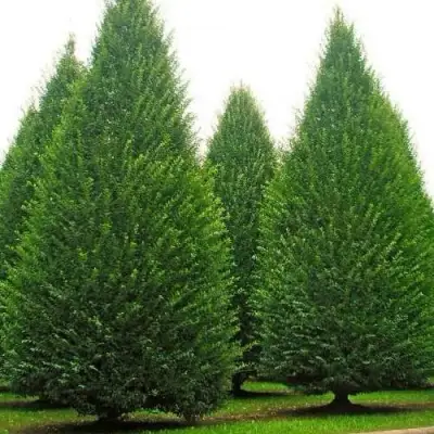 Граб  в Полоцке