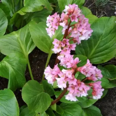 Бадан БЭБИ ДОЛЛ в Полоцке