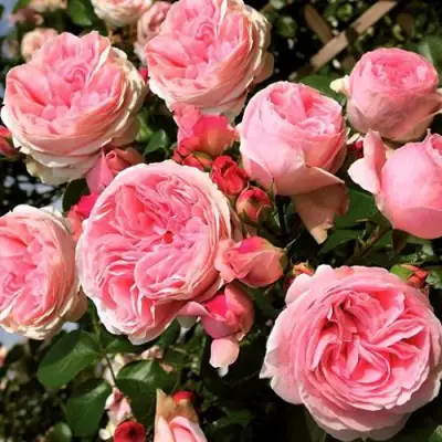 саженцы розы Джардина