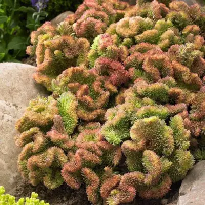 Очиток (седум) КРИСТАТУМ отогнутый в Полоцке