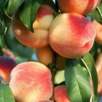 Персик ЛОЙКО 2 в Полоцке