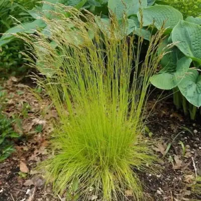 Щучка ТАТРА ГОЛД извилистая в Полоцке