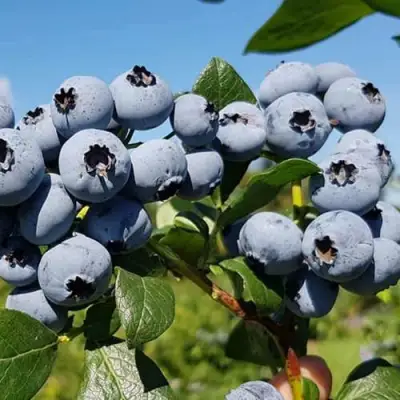 Голубика НЕЛЬСОН в Полоцке