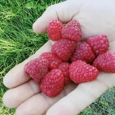 Малина ПОЛЬКА (ПОЛКА) в Полоцке