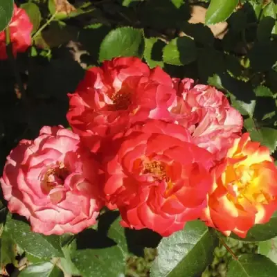 Роза ТАЙФУН спрей в Полоцке