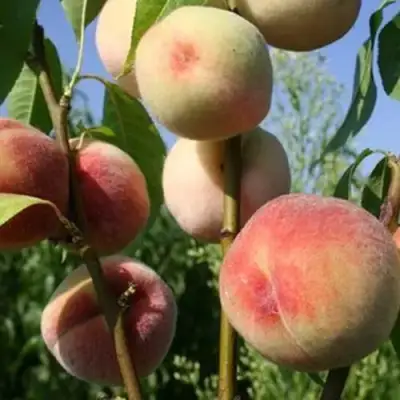 Персик ДОНЕЦКИЙ БЕЛЫЙ в Полоцке