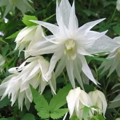 Княжик АЛЬБИНА ПЛЕНА белый махровый в Полоцке