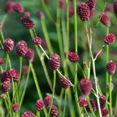 Кровохлебка ЧОКОЛАТ ТИП в Полоцке