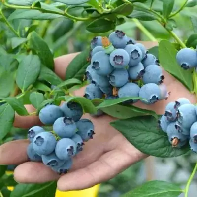 Голубика ТОРО в Полоцке